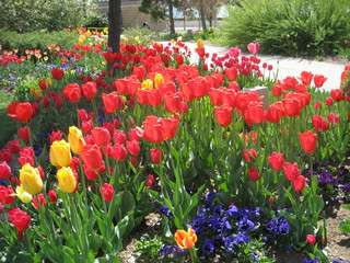 red tulips in the garden