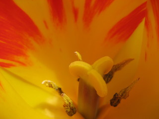 closeup of a tulip