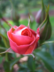 red rose in the garden