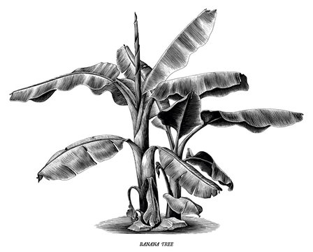 Summer Banana Tree Drawing PNG Images | PSD Free Download - Pikbest-saigonsouth.com.vn