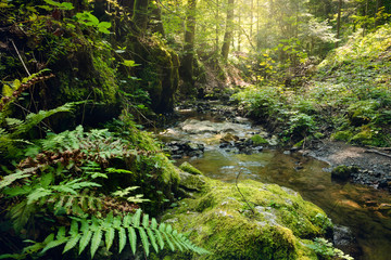 Fototapeta na wymiar Stream in rainforest.
