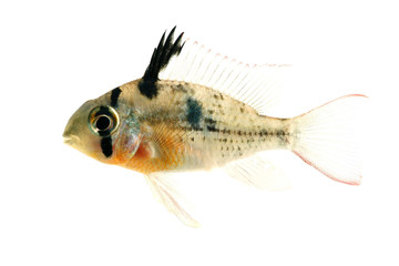 Bolivian Ram Cichlid isolated
