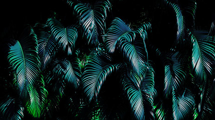Fototapety  Tropical green leaf
