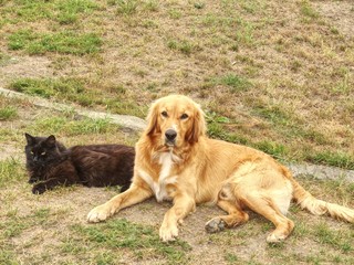Obraz na płótnie Canvas Black cat and Golden Retriever dog lying on grass in sunny summer day.