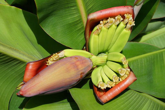 Banana blossom on babana tree.