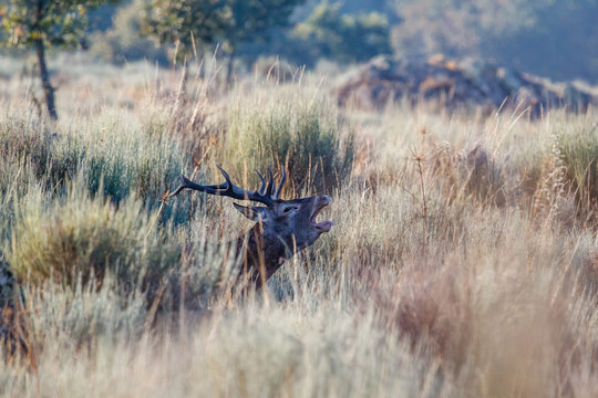 Fototapeta Berrea del ciervo. Cervus elaphus.
