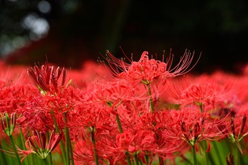 七ツ森古墳の彼岸花