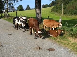 junge Kühe auf dem Weg - cows on a street