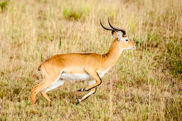Impala, Uganda Africa