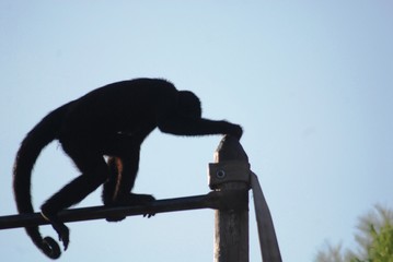 Parc zoologique de Fréjus (Var- Midi de la France)