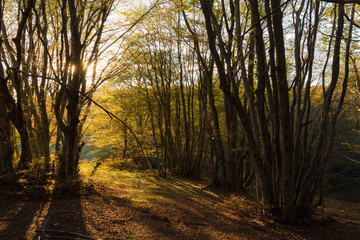 Obraz premium Beech trees in Canfaito forest (Marche, Italy) at sunset with warm colors, sun filtering through and long shadows