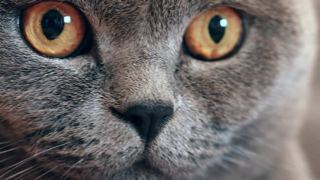 British cat with big eyes, grey cat