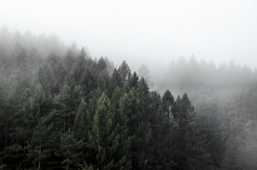 Forest view hills in the mist.