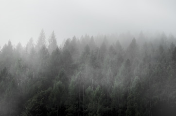 Forest view hills in the mist.