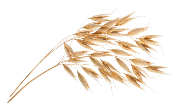 Oat plant isolated on white without shadow