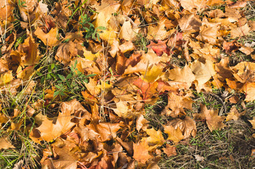 maple leaves fallen on the ground. autumn background of yellow leaves