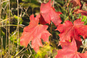 bright red maple leaves close up on background of the autumn forest