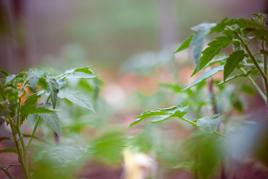 Young tomato plants in the morning selective focus macro shot with shallow DOF