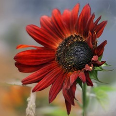 Beautiful red sunflower blooming in my garden