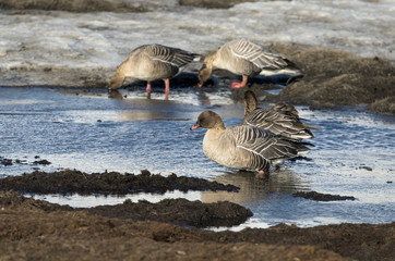 Oie à bec court,.Anser brachyrhynchus, Pink footed Goose, archipel du Spitzberg
