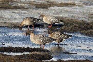 Oie à bec court,.Anser brachyrhynchus, Pink footed Goose, archipel du Spitzberg