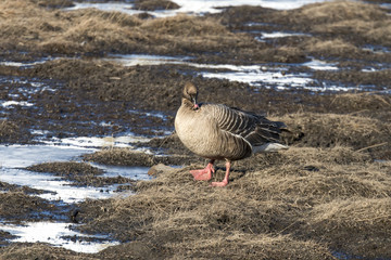 Oie à bec court,.Anser brachyrhynchus, Pink footed Goose, archipel du Spitzberg