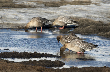 Oie à bec court,.Anser brachyrhynchus, Pink footed Goose, archipel du Spitzberg