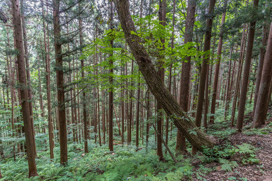 Cedar tree forest near Jigokudani, Nagano Prefecture, Japan