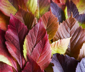 autumn leaves. Colorful autumn leaves of wild grapes. Autumn time. autumn wallpaper. autumn background.