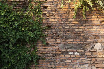 Naklejka premium Ancient brick wall with ivy twigs climbing on it. Vintage background.
