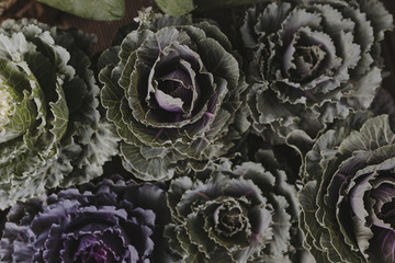 Closeup of ornamental cabbages and kales textured background