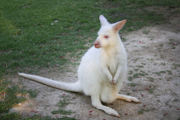 White dwarf kangaroo in the zoo