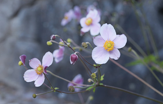 Herbstanemone -  anemone hupehensis