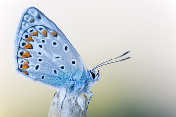 Mondo macro, Icaro azzurro (Polyommatus icarus)