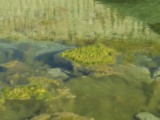seaweed floating in a pool with stones and reflections in the water