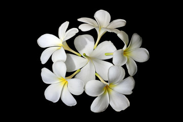 Plumeria flowers on black background.
