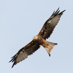Red kite in the sky