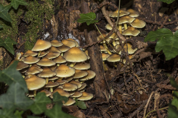 Gruppi di funghi Hypholoma fasciculare