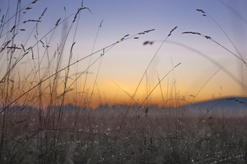 sunset in the forest