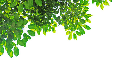 Green leaf and branches on white using as background and wallpaper.