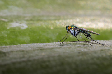 House Fly atop wood.