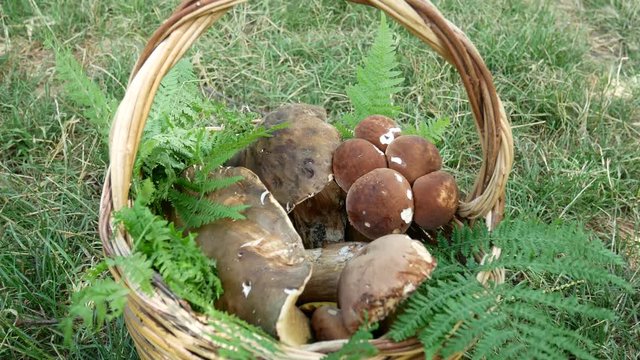 wicker basket of porcini, cep mushrooms picking in the wood. Boletus reticulatus