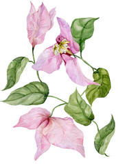 Beautiful bougainvillea flowers on a twig with green leaves. Isolated on white background. Watercolor painting.