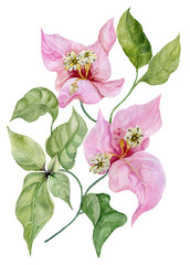 Beautiful bougainvillea flowers on a twig with green leaves. Isolated on white background. Watercolor painting.