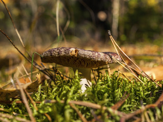 Organic Life: Purple Mushroom Of Russula Genus, Also Known As Brittlegill.  Green Fungus, Yellow Pine Needles. Macro Image.