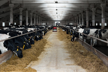 Black and white cows eating hay in cowshed on dairy farm. Cow feeding. Agriculture industry,...