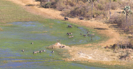 Elephants and zebras in the Okavango delta (Botswana)