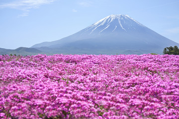 Fuji Mountain and pink moss (shibazakura) in Yamanashi, Japan.