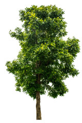 The tree is completely separated from the white ba background Scientific name Dolichandrone...