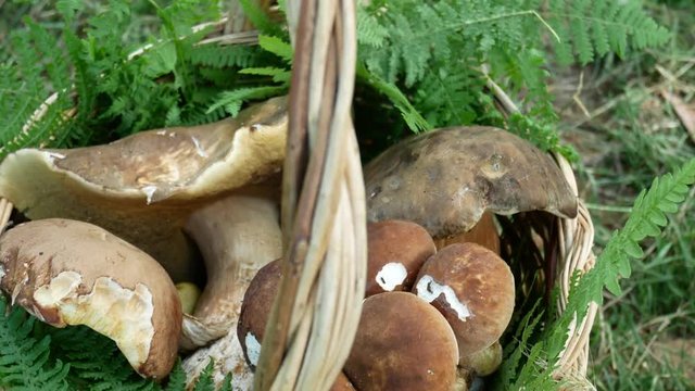wicker basket of porcini, cep mushrooms picking in the wood. Boletus reticulatus